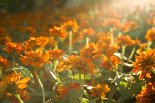 istock Zinnia angustifolia flower 845789768