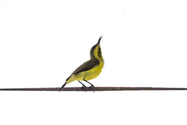 Olive-backed sunbird or Yellow-bellied sunbird