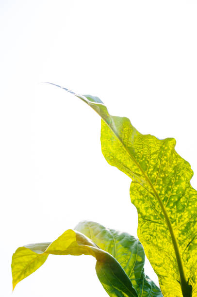 Tobacco plant