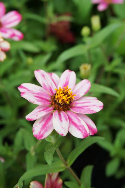 istock pink zinnia elegans flower 845793844