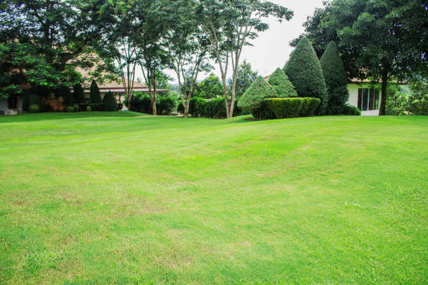 istock Lawn and ornamental in garden. 845796068