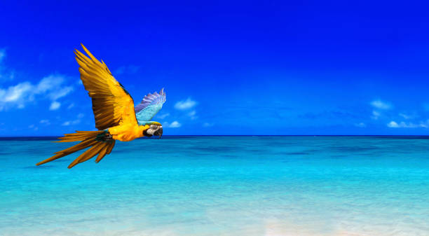 Bright blue and yellow Hyacinth Macaw parrot Anodorhynchus hyacinthinus flies over a tropical ocean