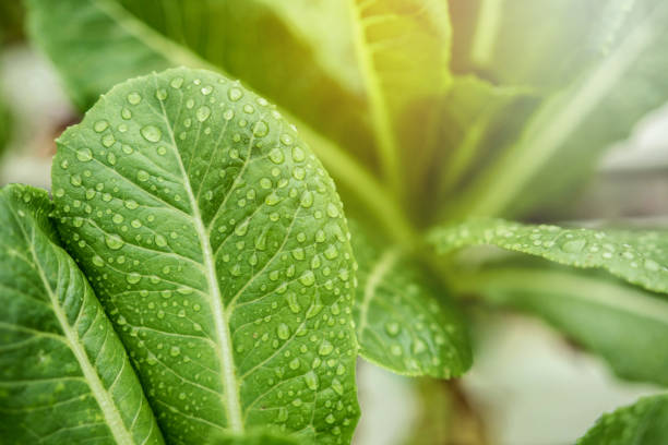 fresh leaf of green cos z kropelką i światłem słonecznym w hydroponicznych warzyw organic farma lub ogród, gotowy do odbioru, close-up shot - growth lettuce hydroponics nature zdjęcia i obrazy z banku zdjęć