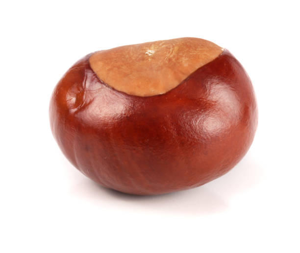 istock chestnut isolated on white background closeup 845800120