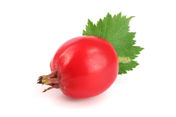 istock Hawthorn berry with leaf isolated on white background close-up 845800242