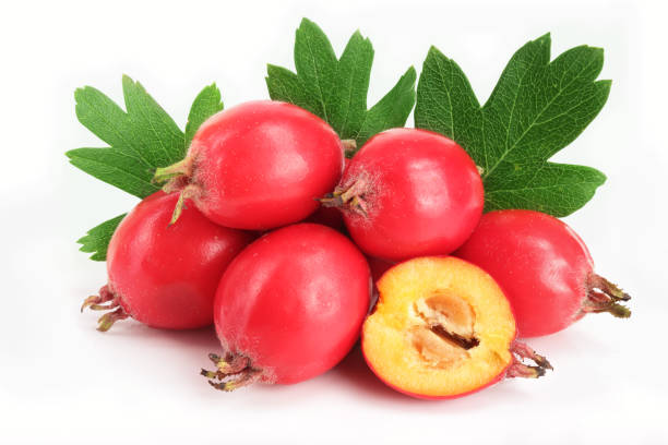 istock Hawthorn berry with leaf isolated on white background close-up 845800480