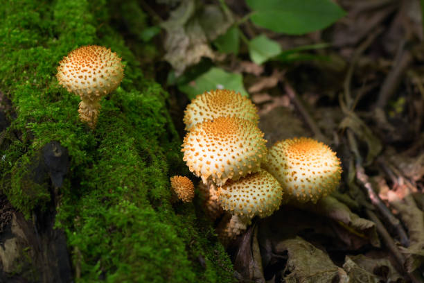istock Honey mushrooms or Pholiota 845805262