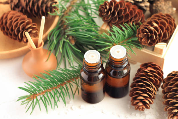 Massage oil with pine needles extract, bottles, spruce branches and cones Glass dropper bottles of aromatic massage oil pine scent added to diffuser, spruce cones and green needles branches. botanical spa treatment stock pictures, royalty-free photos & images