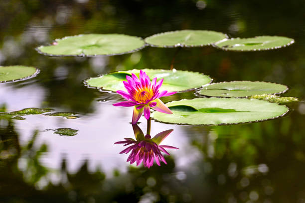 istock Pink water Lily with reflection in the pond 845810446