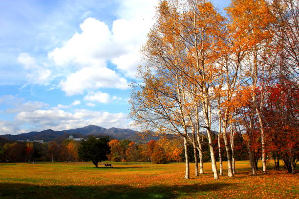 istock Park in Sapporo in autumn 845813230