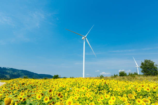 istock Wind turbines standing in sunflower field 845813342