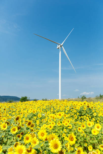 istock Wind turbines standing in sunflower field 845813374