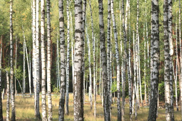 istock birches in forest in early autumn 845813828