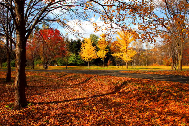 istock Park in Sapporo in autumn 845816844