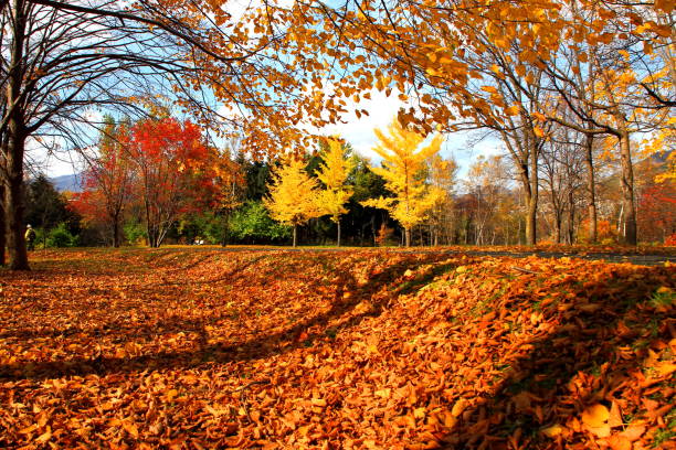 istock Park in Sapporo in autumn 845816962