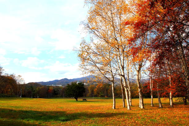 istock Park in Sapporo in autumn 845817200