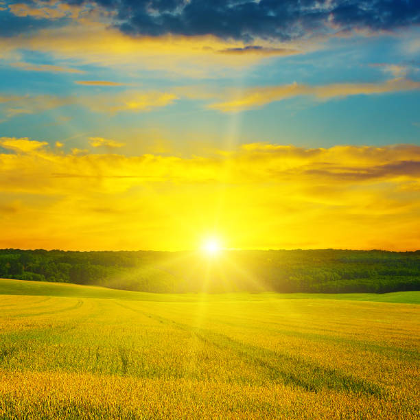 istock Wheat field and a delightful sunrise 845817288
