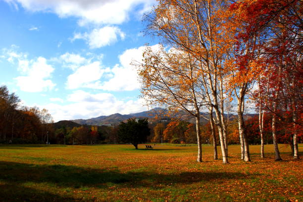 istock Park in Sapporo in autumn 845817296