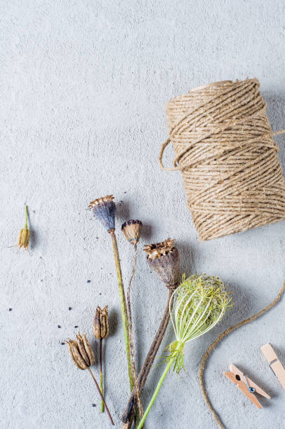 istock Buds and poppy seeds on a gray concrete background 845818042