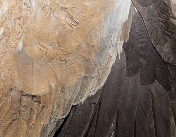 istock Background from feathers of a dove. macro 845818168