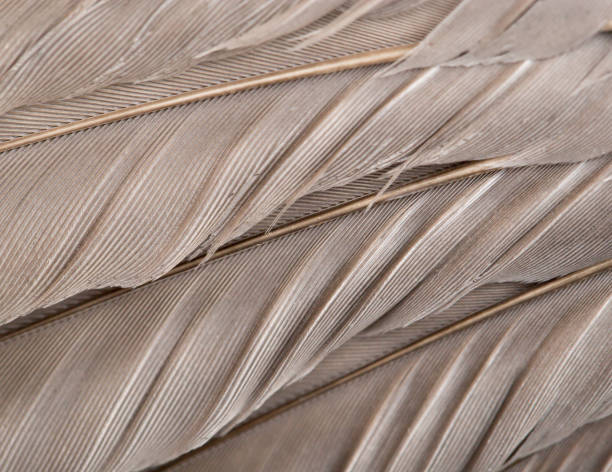 istock Background from feathers of a dove. macro 845818380