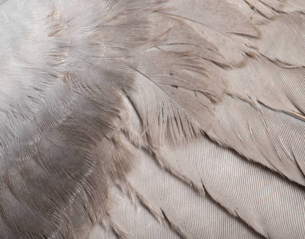 istock Background from feathers of a dove. macro 845818428