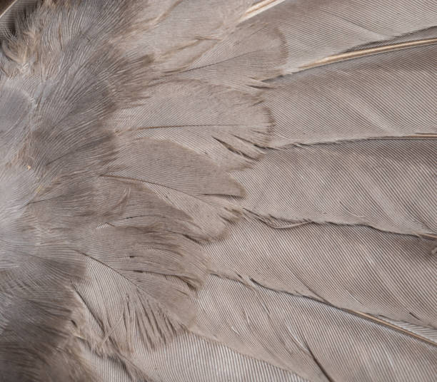 istock Background from feathers of a dove. macro 845818510