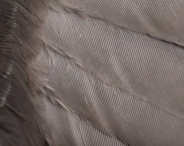 istock Background from feathers of a dove. macro 845818560