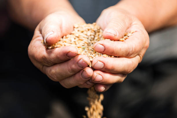 istock grain of wheat in hands 845818732