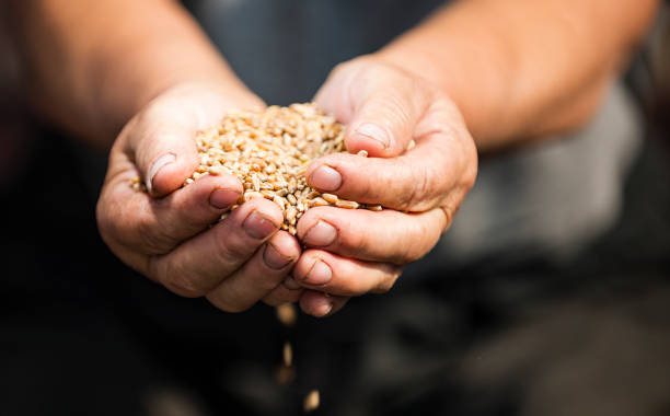 istock grain of wheat in hands 845818750