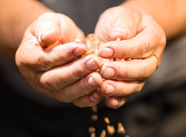 istock grain of wheat in hands 845818754