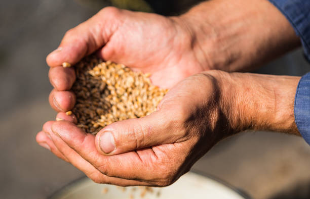 istock grain of wheat in hands 845818758