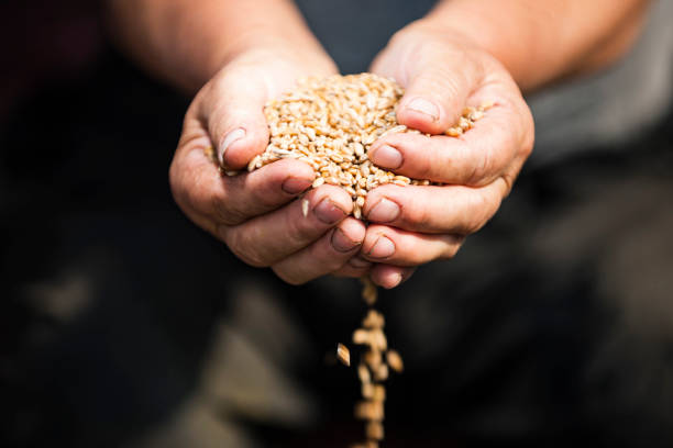 istock grain of wheat in hands 845818786
