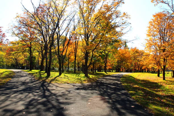 istock Park in Sapporo in autumn 845825088