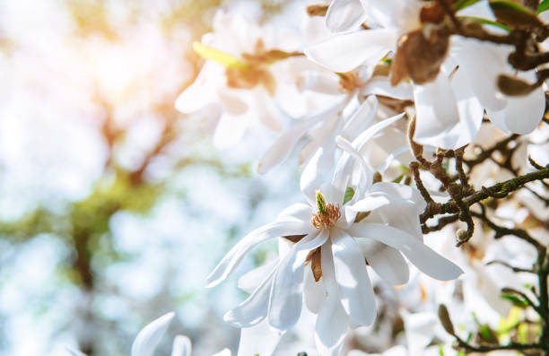 istock Beautiful pink spring flowers magnolia 845828438