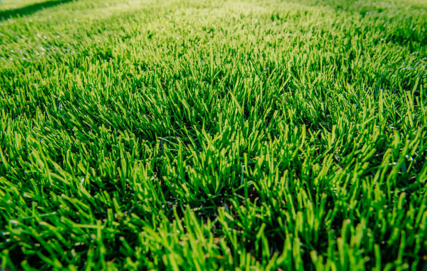 istock Close up of fresh thick grass 845829012
