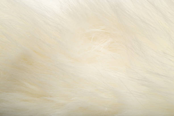 istock background of white fur 845835196