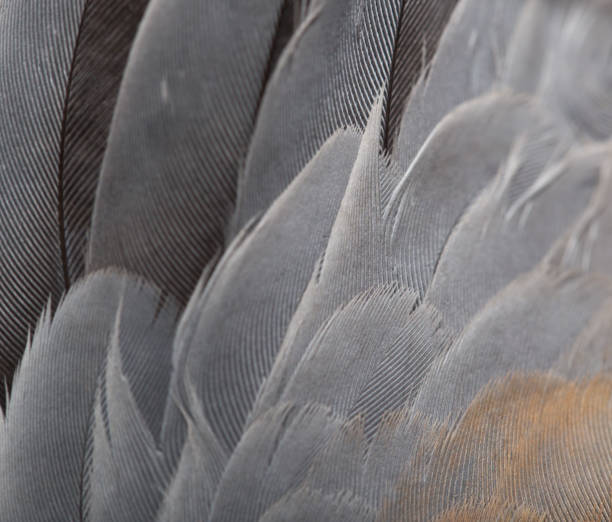 istock Background from feathers of a dove 845837040