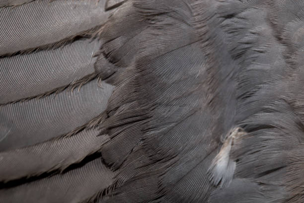 istock Background from feathers of a dove 845837070