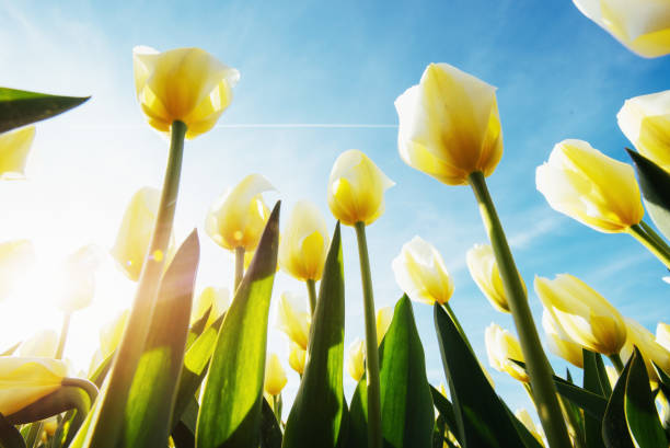 istock Yellow tulips in the sunlight against 845837210