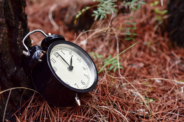 istock alarm clock in a forest in autumn 845839854