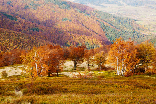 istock Beech forest in golden autumn season. 845840508