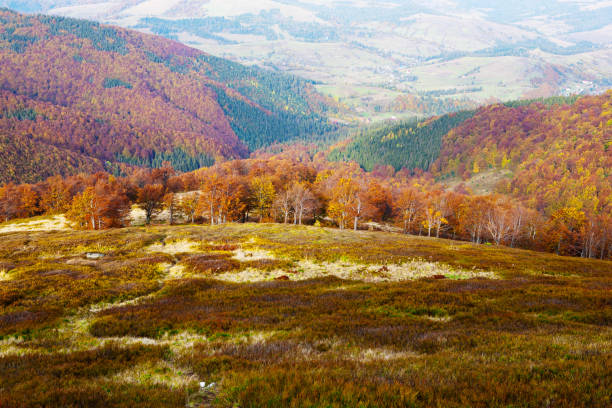 istock Beech forest in golden autumn season. 845840526