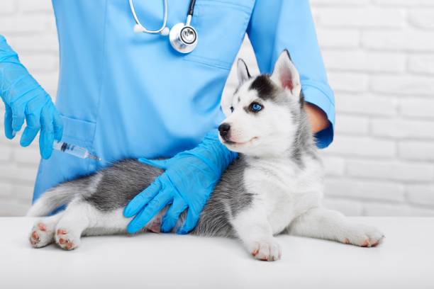 istock Professional veterinarian and little husky puppy 845840748