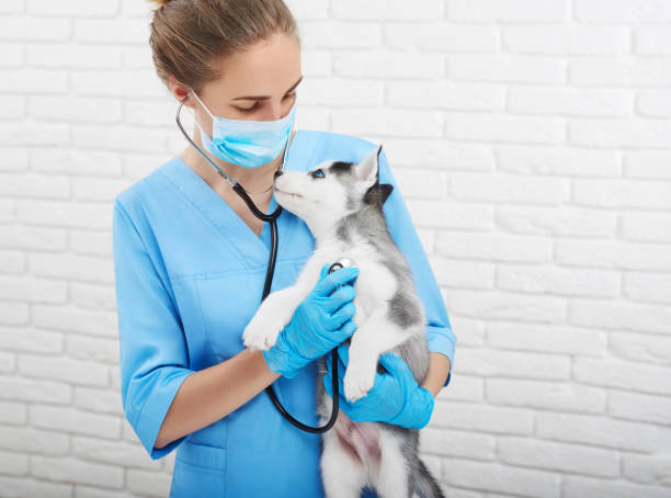 istock Veterinarian examining little husky puppy 845841006