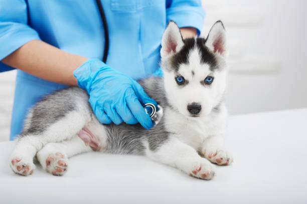 istock Veterinarian examining little husky puppy 845841148