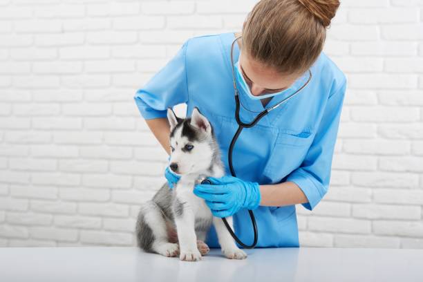 istock Veterinarian examining little husky puppy 845841416
