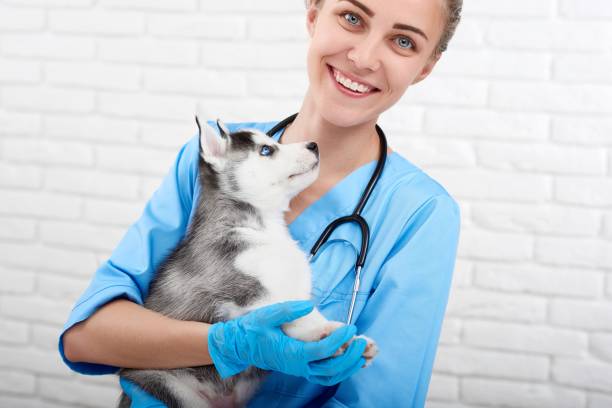 istock Veterinarian examining little husky puppy 845843724