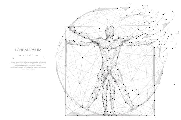 классическая пропорция человека низкий поли серый - physiology stock illustrations