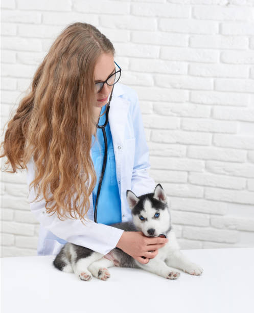 istock Veterinarian examining little husky puppy 845843904